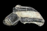 Rare British Dinosaur (Hypsilophodon) Vertebrae & Ribs #92550-2
